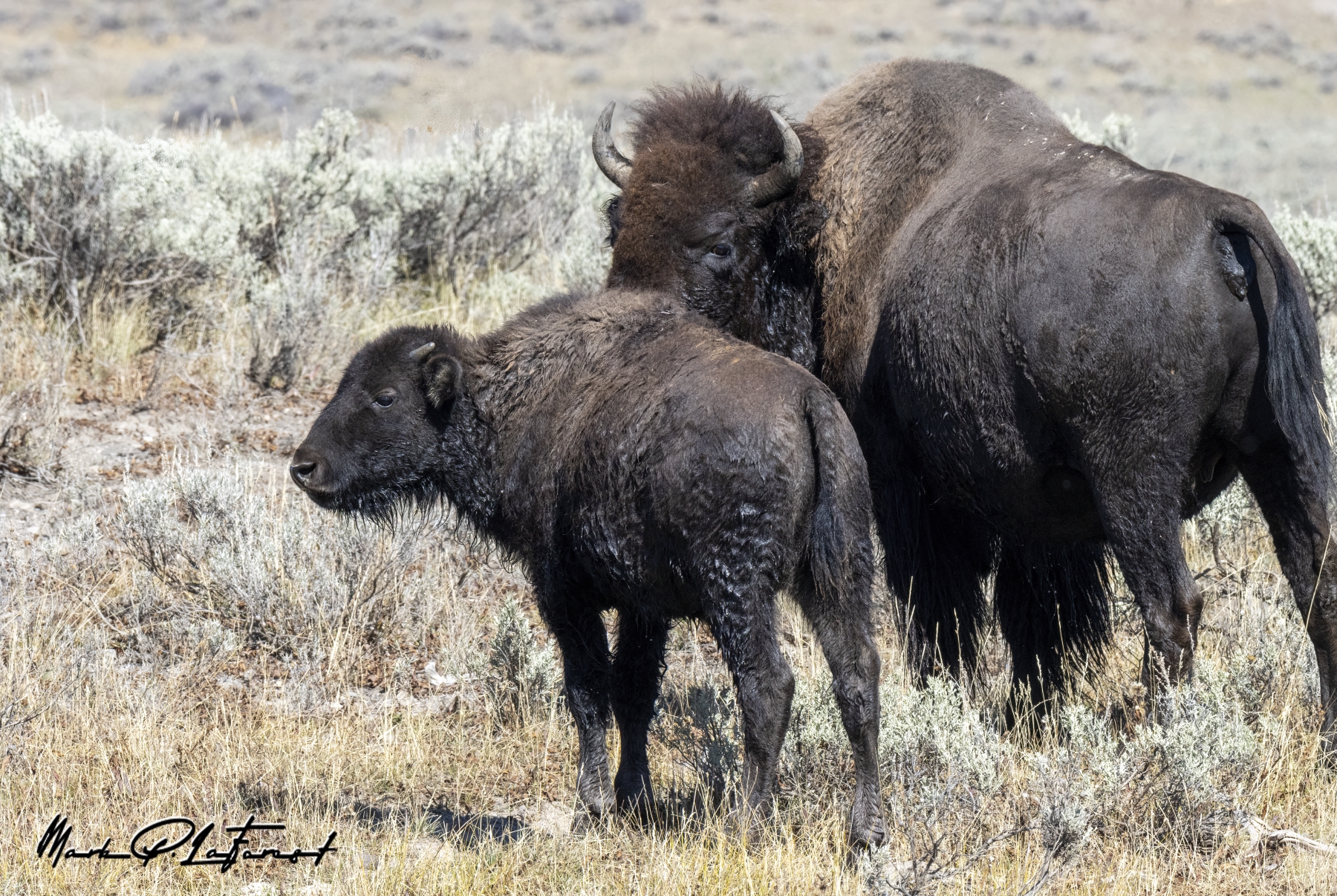 /gallery/north_america/USA/Wyoming/yellowstone/Buffalo Yellowstone NP Sept 2024-003_med.jpg